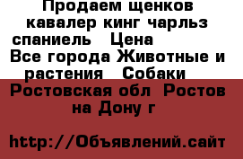 Продаем щенков кавалер кинг чарльз спаниель › Цена ­ 60 000 - Все города Животные и растения » Собаки   . Ростовская обл.,Ростов-на-Дону г.